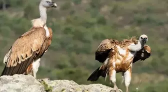 Akdağ Milli Parkı'nda Kızıl Akbabalar Foto Kapanda Görüntülendi
