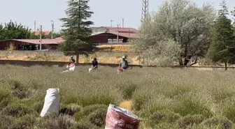 Evciler'de Lavanta Hasadı Köy Ekonomisine Katkı Sağlıyor