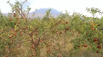 Ağrı Dağı Eteklerinde Elma Hasadı Başladı
