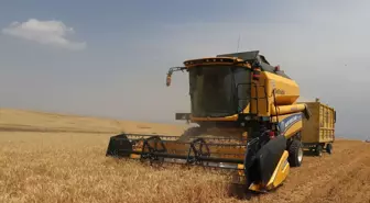 Ağrı'da Buğday ve Arpa Üretimi İle İlgili Öngörüler Açıklandı
