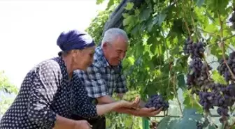 Ahıska Türkü çift, Ukrayna'dan getirdiği fidanlarla Erzincan'da 70 çeşit üzüm yetiştiriyor