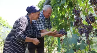 Ahıska Türkü çift, Ukrayna'dan getirdiği fidanlarla Erzincan'da 70 çeşit üzüm yetiştiriyor