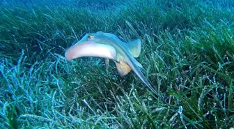 Kaş'ta 'Akdeniz'in Akciğerleri' Posidonya Çayırları Koruma Altında