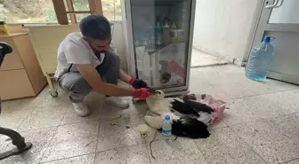 Sivas'ta Çiftçi Yaralı Leylek Buldu