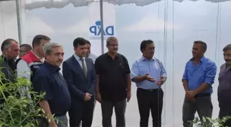 Sivas'ta Çiftçilere Domates ve Salatalık Fidesi Dağıtımı Yapıldı