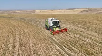 Aksaray'da İhtiyaç Sahiplerine Nohut Dağıtımı İçin Hasat Yapıldı