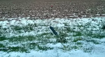 Aksaray'da Dolu Tarım Arazilerine Zarar Verdi
