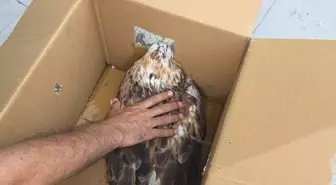 Yaralı Kızıl Şahin Tedavi Edildi, Doğaya Salınacak