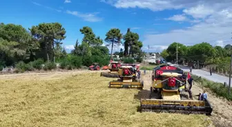 Alaçam'da Çeltik Hasat Festivali Gerçekleştirildi