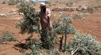 İsrailli Yerleşimciler Batı Şeria'daki Zeytin Ağaçlarına Zarar Verdi