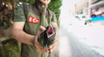 Bursa'da Yaralı Karga Kurtarıldı