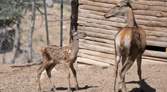 Altınköy Açık Hava Müzesi'nde Yeni Geyik Yavrusu 'Benek' Doğdu