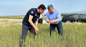 Amasya'da Buğday Tarla Kontrolleri Devam Ediyor