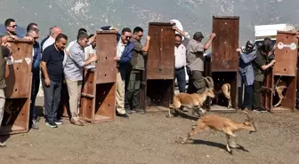 Amasya'da 5 Yaban Keçisi Doğaya Salındı