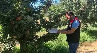 Amasya'da Meyve Hastalıklarıyla Mücadele Denetimleri