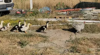 Tavuk, Yumurtladığı Ördek Yavrularına Annelik Yapıyor