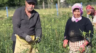 Amasya'da Çiçek Bamyası Hasadı İçin Etkinlik Düzenlendi