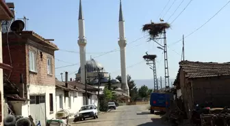 Leylekli Köy Ortaova, Her Yıl Leyleklere Ev Sahipliği Yapıyor