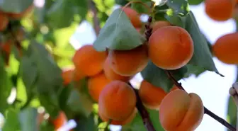Hatay'da Erkenci Kayısı Hasadı Başladı
