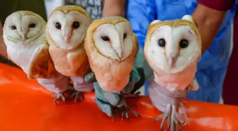 Diyarbakır'da Yavru Peçeli Baykuşlar Doğaya Salınıyor