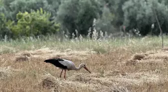 Gazipaşa'da Çiftçinin Arkadaş Leyleği: Garip