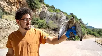 Antalya'da 7 Kerkenez Doğaya Salındı