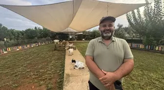 Antalya'da Cüce Keçinin Trajikomik Poşet Olayı
