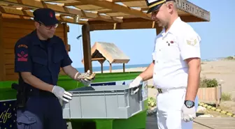 Yaralı Caretta Caretta Yavrusu Tedavi Edilip Denizle Buluşturuldu