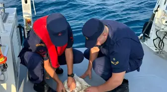Manavgat'ta Çuvala Sıkışan Yeşil Deniz Kaplumbağası Kurtarıldı