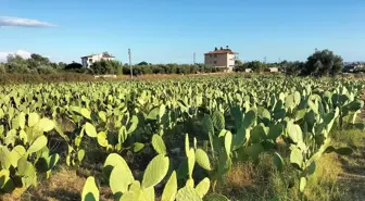 Manavgat'ta Dikenli İncir Üretimi Artıyor