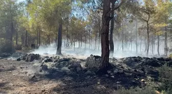 Antalya Kepez'de Orman Yangını Kontrol Altına Alındı