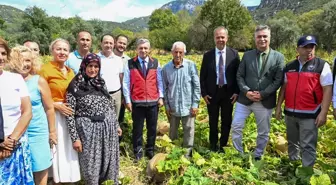 Camili Bal Kabağı Hasadı Yapıldı