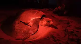 Antalya'da 1500 Caretta Caretta Yuva Tespit Edildi