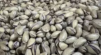 Türkiye'nin Antep Fıstığı İhracatı 113 Milyon Doları Aştı