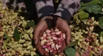 Antep fıstığının ilk hasadı davul zurna eşliğinde yapıldı