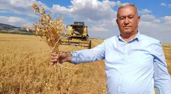Gaziantep'te İlk Nohut Hasadı Başladı