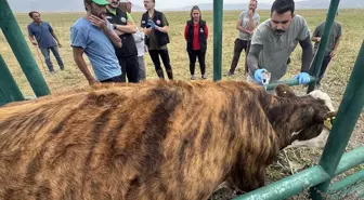 Ardahan'da Şap Hastalığıyla Mücadelede Sona Yaklaşıldı