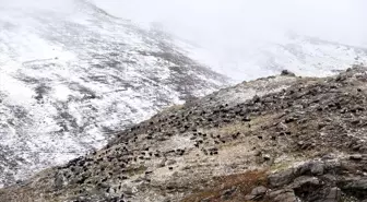 Ardahan'da Kar ve Sis, Küçükbaş Hayvan Sürülerini Zorladı