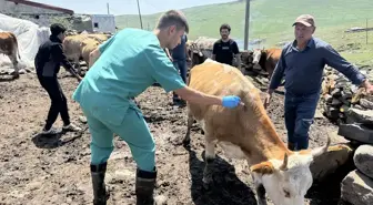 Ardahan'da Şap Hastalığına Karşı Aşılama Çalışmaları Sürüyor