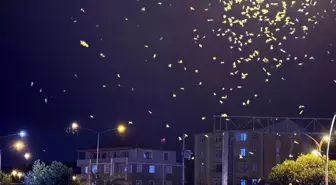 Ardahan'da 'ölüm dansı' yapan sinekler yoğunlaştı
