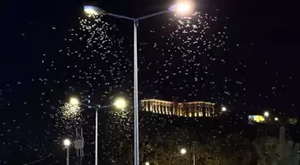 Ardahan'da Mayıs Sineklerinin 'Ölüm Dansı'