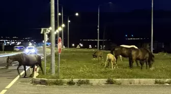 Yılkı Atları Ulaşımı Aksattı