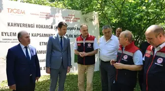 Artvin'de Samuray Arıları Doğaya Salındı