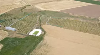 Gojiberry ile Arıcılıkta Yenilik: Bal Üretiminde Rekor Artış