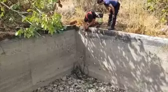 Boş Sulama Havuzuna Düşen Domuz Kurtarıldı