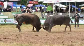 Kafkasör Festivali'nde Boğa Güreşleri Coşkusu