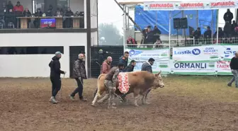 Artvin'de 44. Kafkasör Kültür ve Sanat Festivali'nde Boğa Güreşleri Gerçekleşti