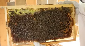 Artvin'de Bal Fiyatları Belirlendi