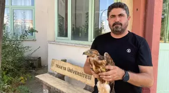 Sıcak Hava Yaban Hayvanlarını Etkiliyor: Trakya Üniversitesi'nde Kuşlar Bitkin Düşüyor