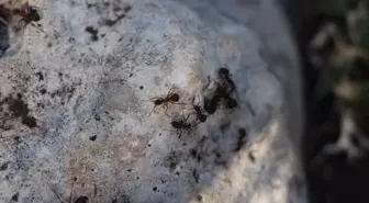 Çığlıkara Ormanları, Kırmızı Orman Karıncaları ile Korunuyor